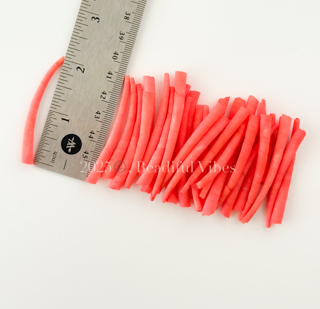 large dentalium shells