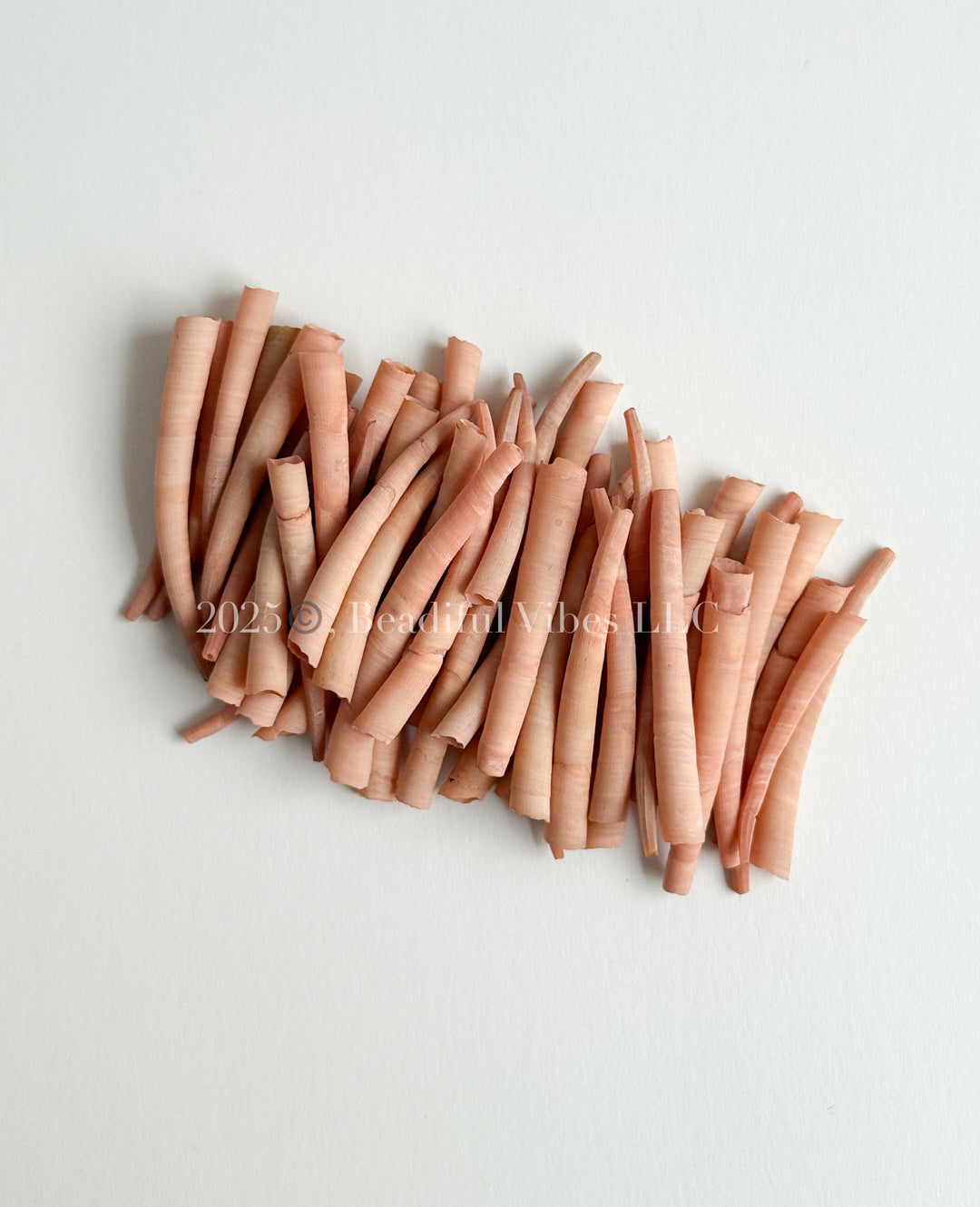 Toffee Peach SM-MED Dentalium Shells