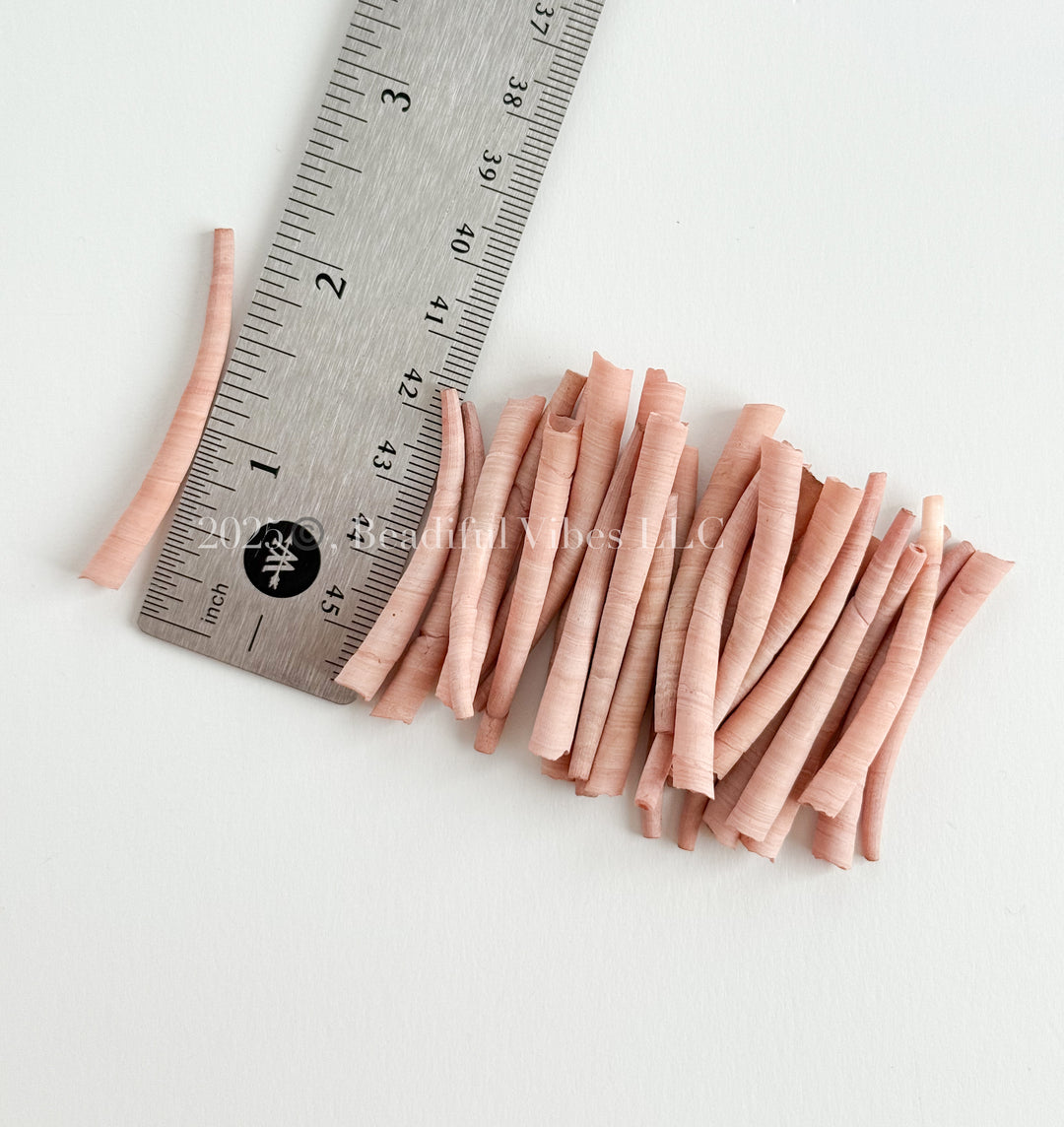 Cashmere-LARGE Dentalium Shells