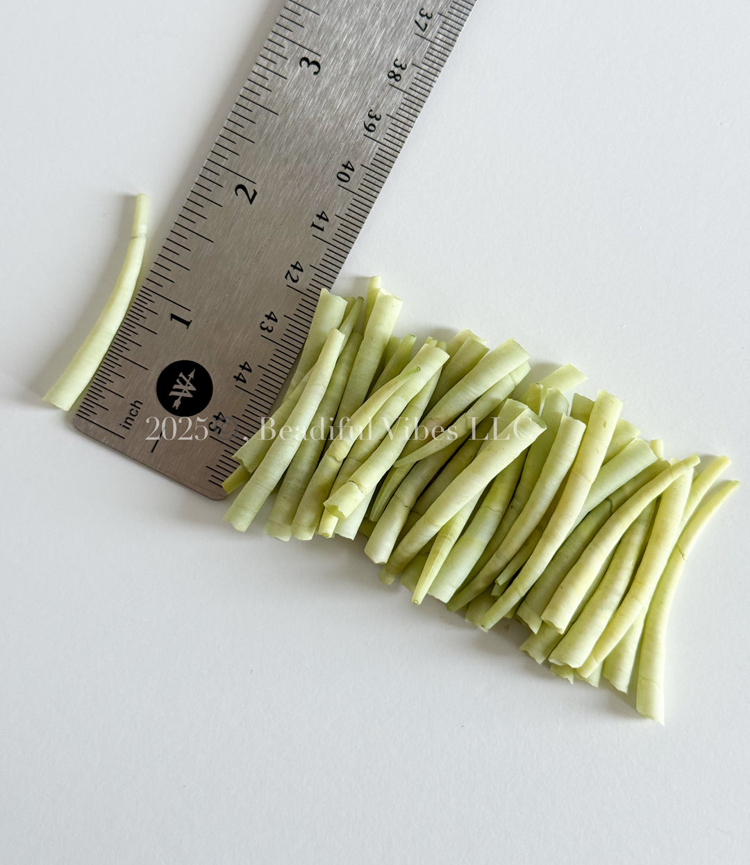 Granny Smith Green-LARGE Smooth Dentalium