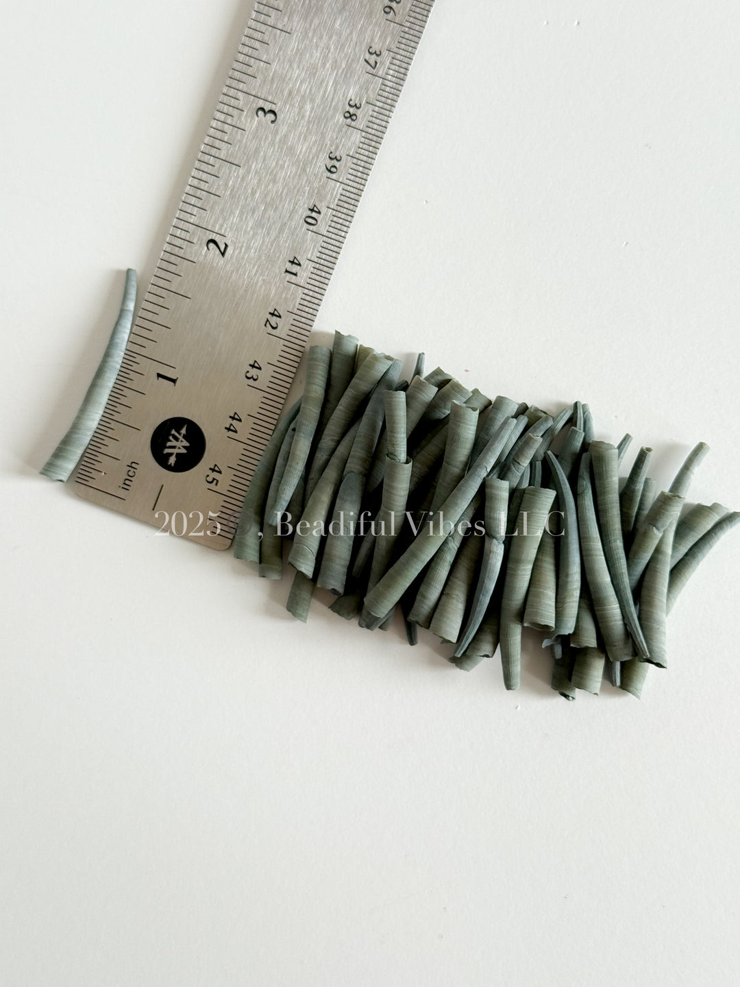 Camo Green-LARGE Smooth Dentalium Shells