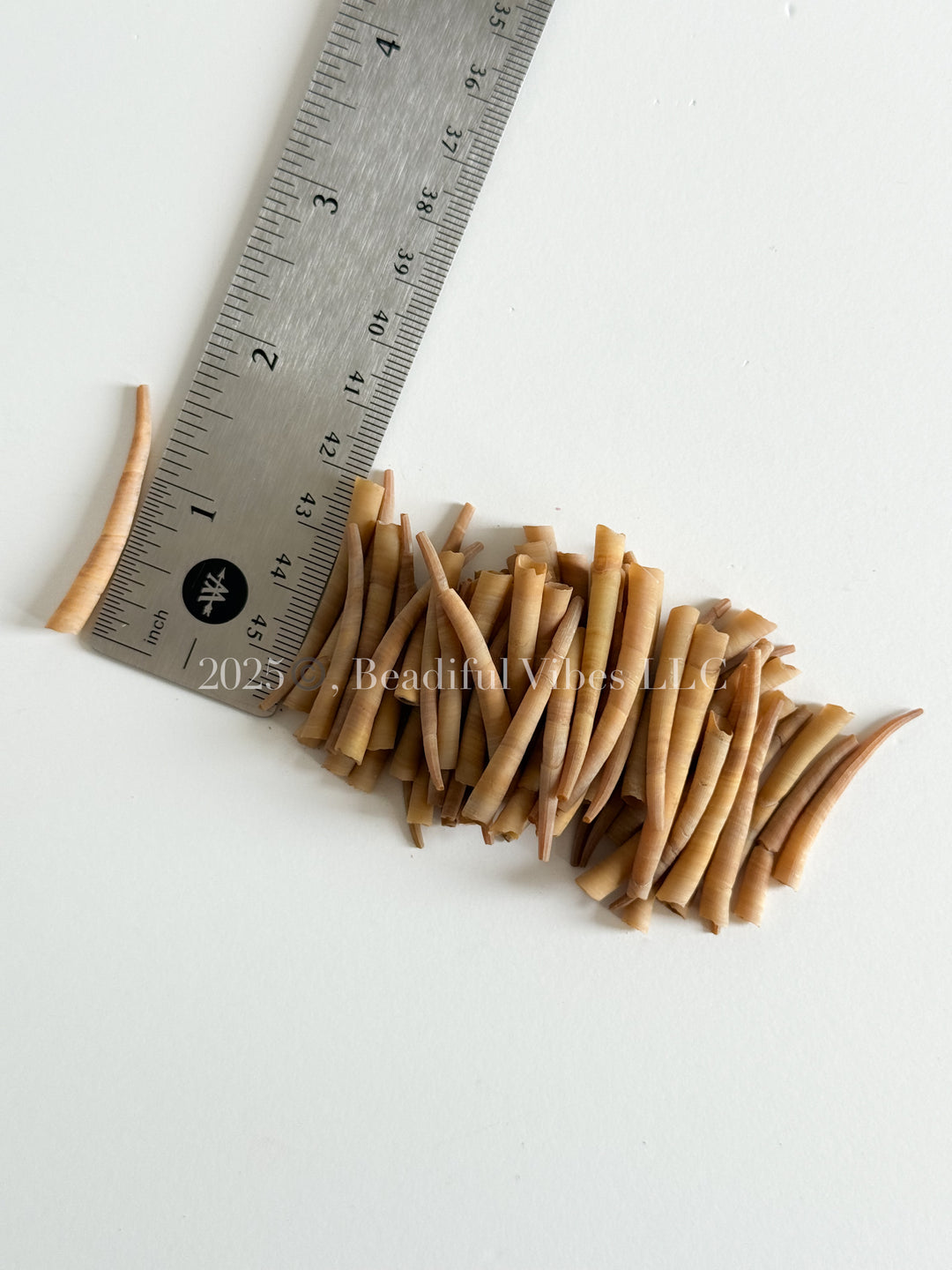 Sun Glow-LARGE Smooth Dentalium Shells