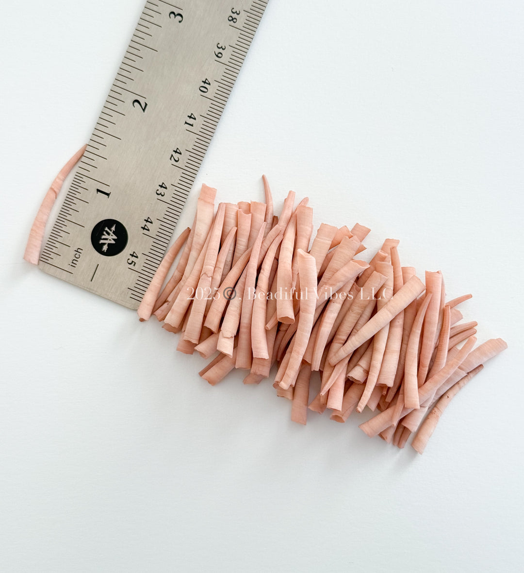 Cashmere-MED-SM Dentalium Shells