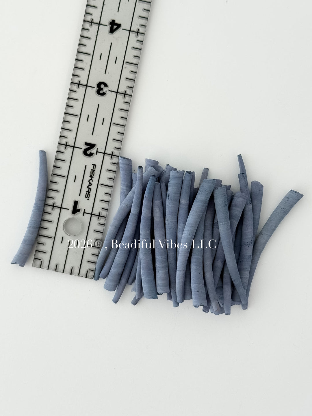 Blue Ash-Dentalium Shells