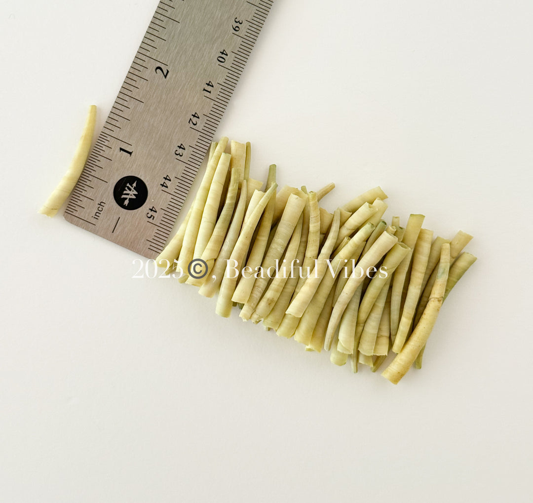 green dentalium seashells